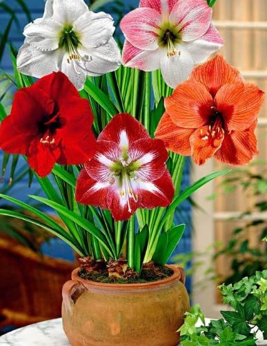 Amazon.com : New 100pcs Amaryllis Flower Seeds Mixed Generic